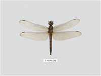 藏品(蜻蛉)的圖片